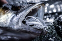 Quantum 4Street Chatter -Fladen Verkäufe 22 3139104r 4