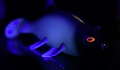 Quantum Freak Of Nature Swimbait Tench 23cm, 270g -Fladen Verkäufe 22 3272005r 4