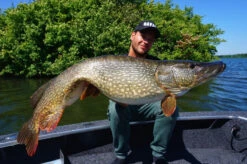 Savage Gear 4D Linethru Roach 25cm, 216g Sinking -Fladen Verkäufe 72387r 2