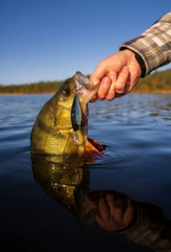 Headbanger Cranky Shad -Fladen Verkäufe CS 25 SS BKr 5