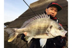 Megabass Honjikomi Bottle Shrimp 3'', 7,6cm (6pcs) -Fladen Verkäufe MB HBS3 4513473290855r 3